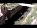 Rescate de jabatos en una acequia.mov