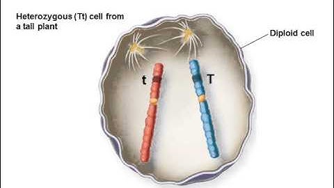 BI177 Chapter 16 Simple Patterns of Inheritance - Part 2 of 3
