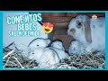 Mama CONEJA y sus crias / CUTE BABY RABBITS🐰💞