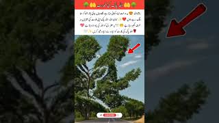 ✨ A Tree That Reminds Hearts of Dua | A Beautiful Reflection on Allah’s Creation🤲#shorts#shortsviral