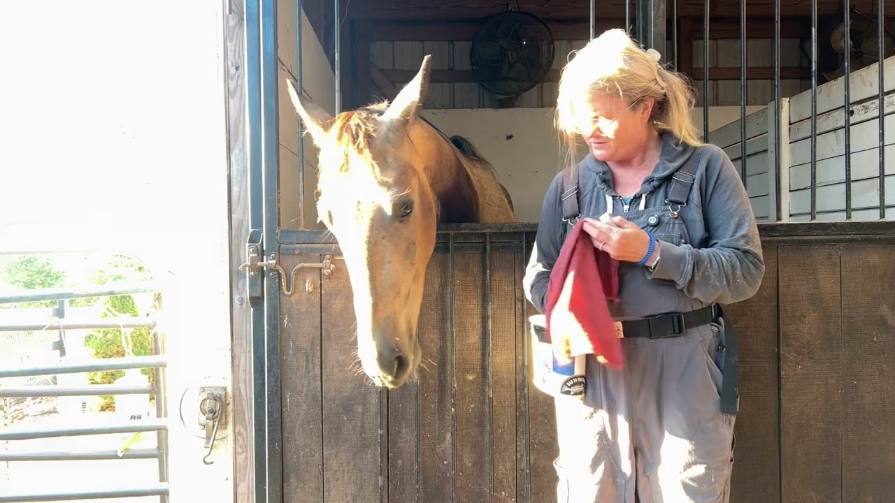 Using body targets for fly spray application of ears 