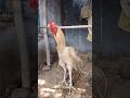 Rooster fighter