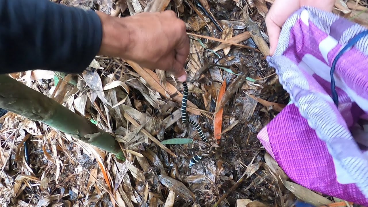 King cobra@Thenzawl #Chhawknghawl #Rulngan note