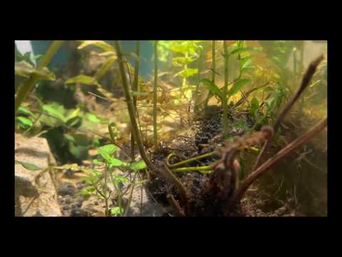 Video THỬ NGHIỆM HẠ THỦY DƯƠNG XỈ TỰ NHIÊN LÁ CẠN THÀNH LÁ... - youtube
