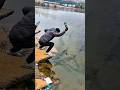 This Bottle Trick to Catch Fish is INSANE #amazing #fishing #shorts