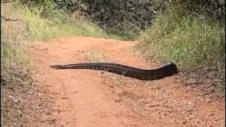 Nyoka mkubwa ameonekana akivuka barabara Karura Forest, Nairobi.#fblifestyle