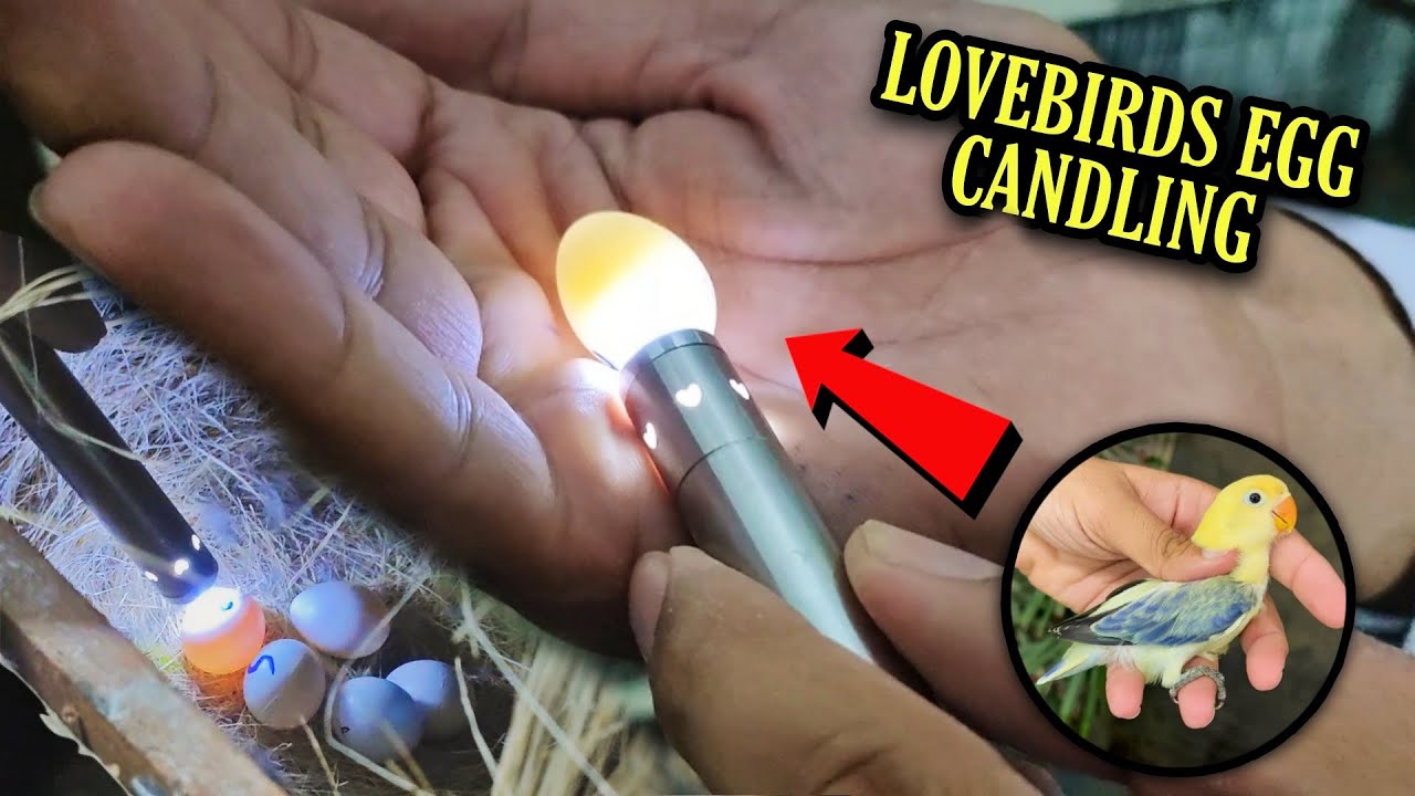 Lovebirds EGG Candling Process EGG Furtile Infertile Chack