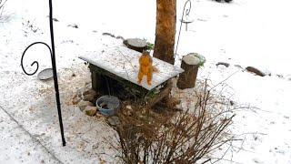 Squirrels Excited For Breakfast- Starting Our Day (Wildlife Habitat)