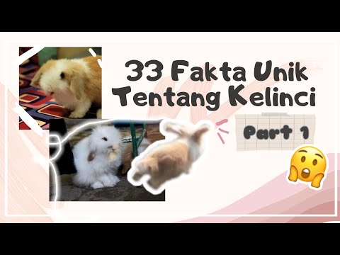 Video: Semua Tentang Kelinci