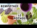 🌿 COMMENT REMPOTER UN POTHOS | TUTO JARDINAGE