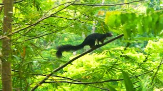 Black Giant Squirrel Jumping Skill