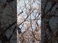 上野公園の桜は満開7 桜通りを一周(4) The cherry blossoms in Ueno Park are in full bloom.