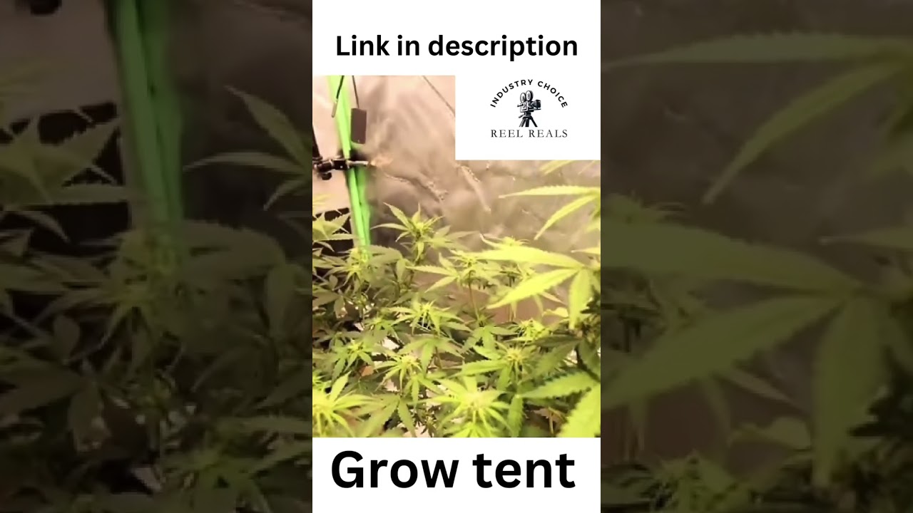 Grow Tent 🔥💨 