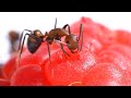 Ants Eating Raspberry | Relaxing Music