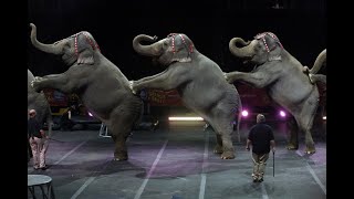 Circus Music Sound Effect For Video Editing