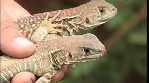 Nuôi con Dông trên đất giồng cát