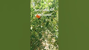 القرآن الكريم/القارئ الحاج عامر الكاظمي/اللهم صل وسلم على نبينا محمد/السلام عليكم أين ما كنتم