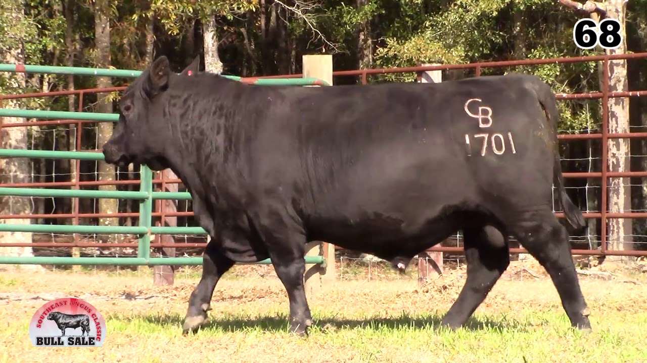 angus tasty Southeast Angus Classic Lot 68