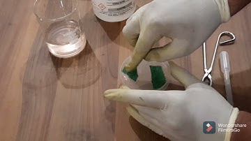 Activity 8 Part A Olfactory Indicators Onion