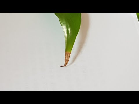 Why do leaf tips turn brown?