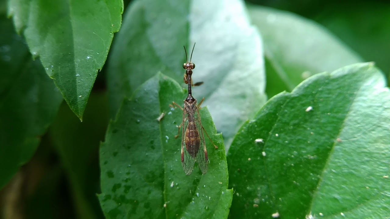 【螳蛉捕食小飛蟲/Mantispidae/Necyla sp.】