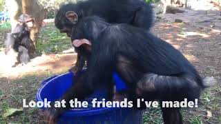 Orphan chimp rescued by pilot makes new friends