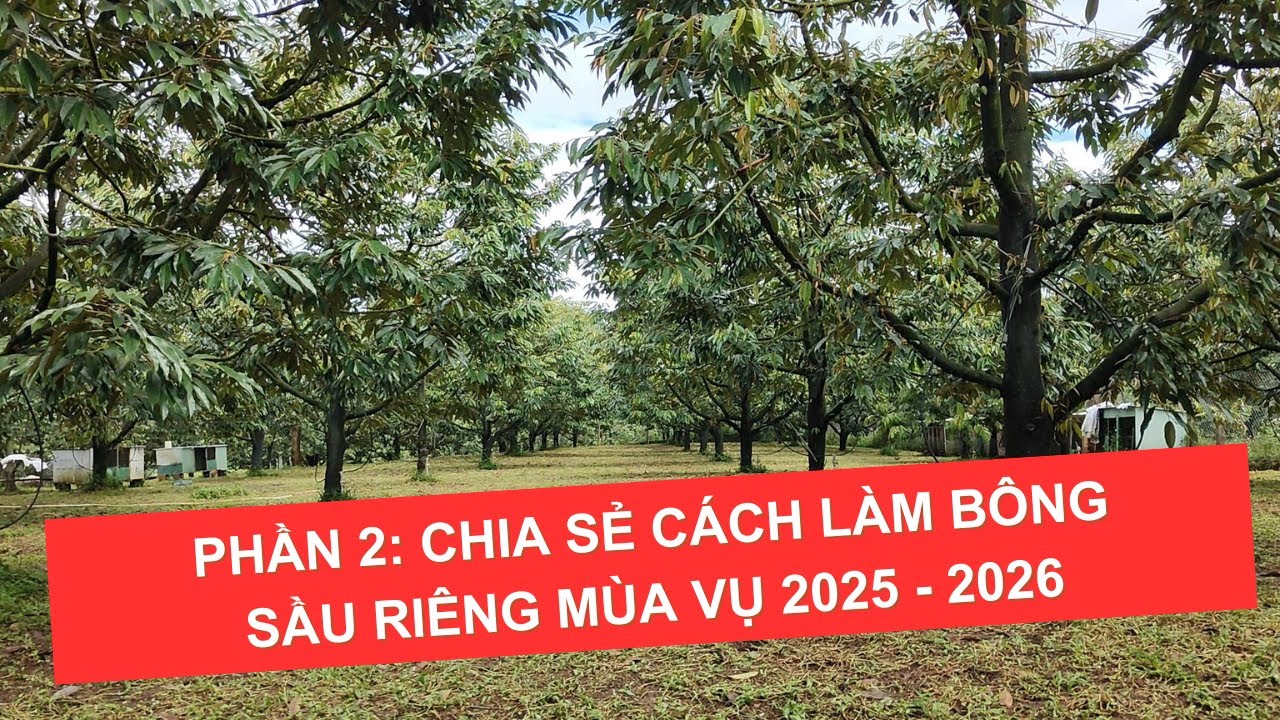 Часть 2: Делимся советами по выращиванию цветов дуриана в сезоне 2025-2026.