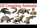 Crawling Animals for Kids | Snake, Turtle, Lizard Names in English | Easy Learning चलने वाले जानवर