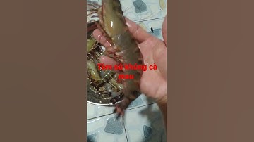 Chiều bắt được mấy con tôm sú khủng # Tôm sú Cà mau # Na Hồng cà mau