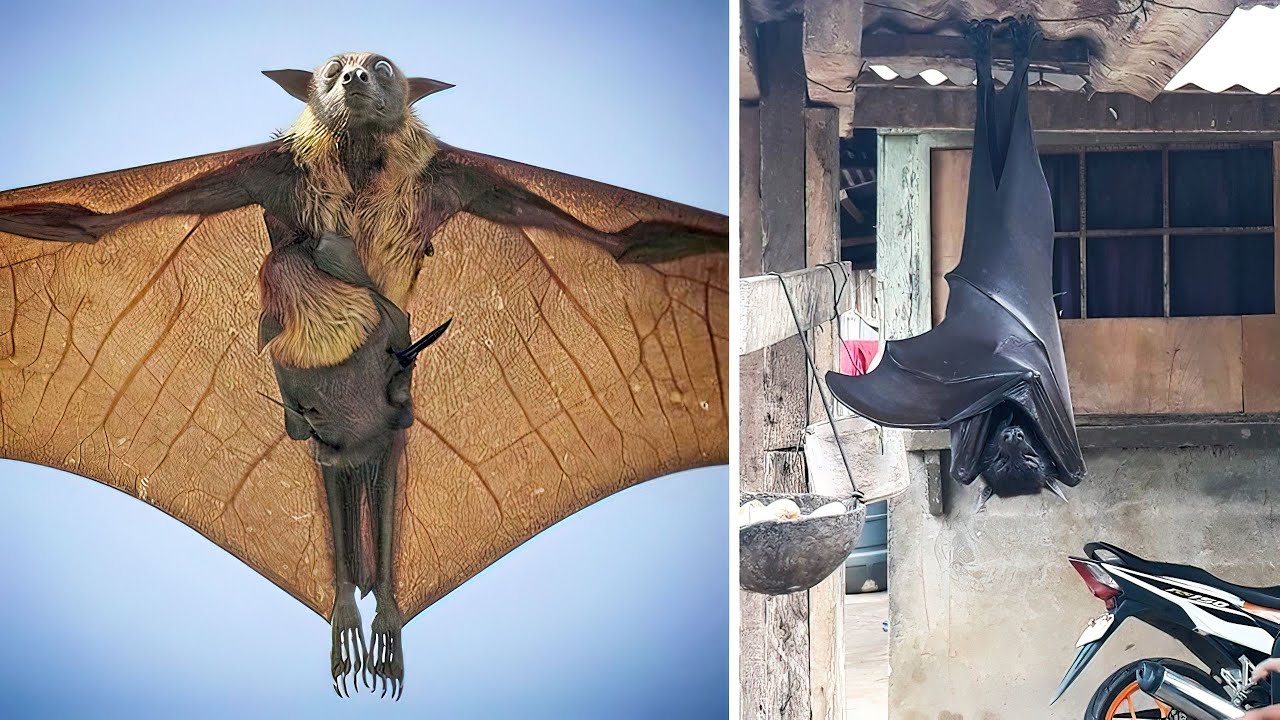 THE BIGGEST BAT IN THE WORLD | This huge bat is really amazing - YouTube