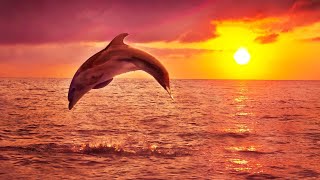 Sleep Music 24/7, Insomnia, Healing Music, Zen, Sleep Meditation, Study Music, Sleep, Relaxing Music
