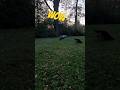 rc car crash