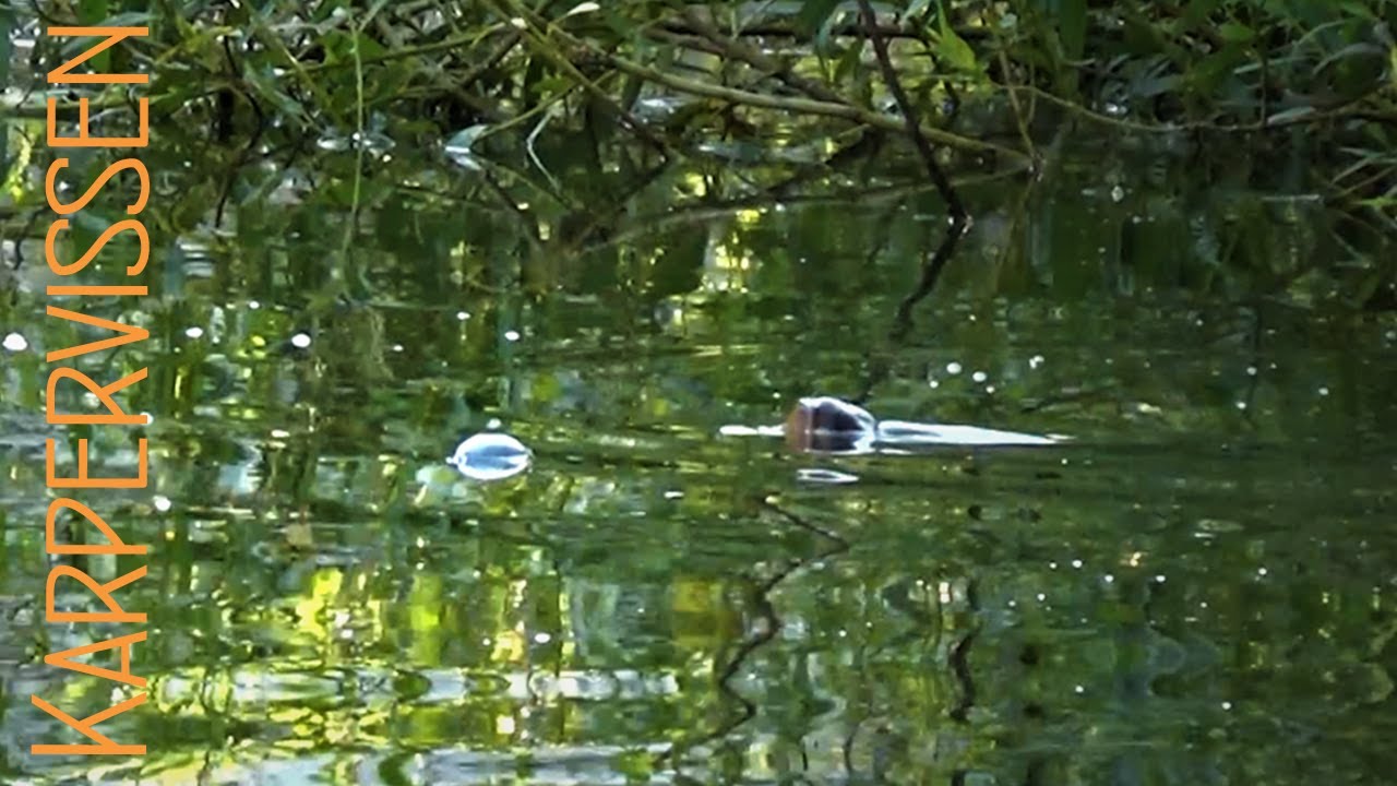 Oppervlaktevissen, Karpervissen aan de oppervlakte met hondenbrokken.