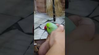 Genius💗Parrot #10402 #viral #shorts