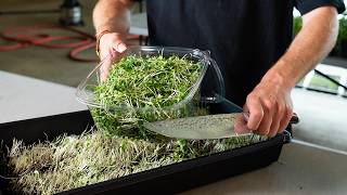 Learn to Grow Your First Tray of Microgreens at Home!