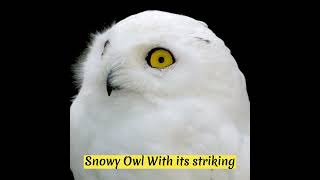 [COUNTRY BIRDS] Spectacular Birds of Iceland