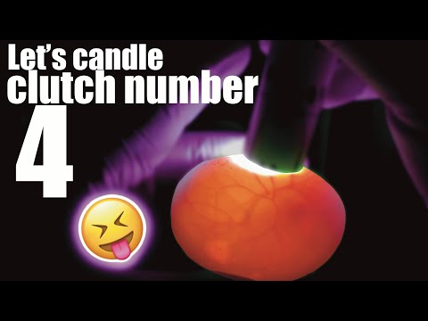 Candling our 4th clutch of ball python eggs!