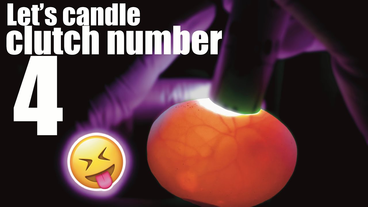 Candling our 4th clutch of ball python eggs!