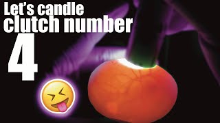 Candling our 4th clutch of ball python eggs!