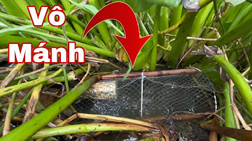 Không Ngờ Lờ Cá Dính Đủ Loại: Cá Lóc, Lươn, Ếch Và Cá Dày Bự