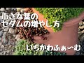 セダムの増やし方①小さな葉のセダムの挿し木。