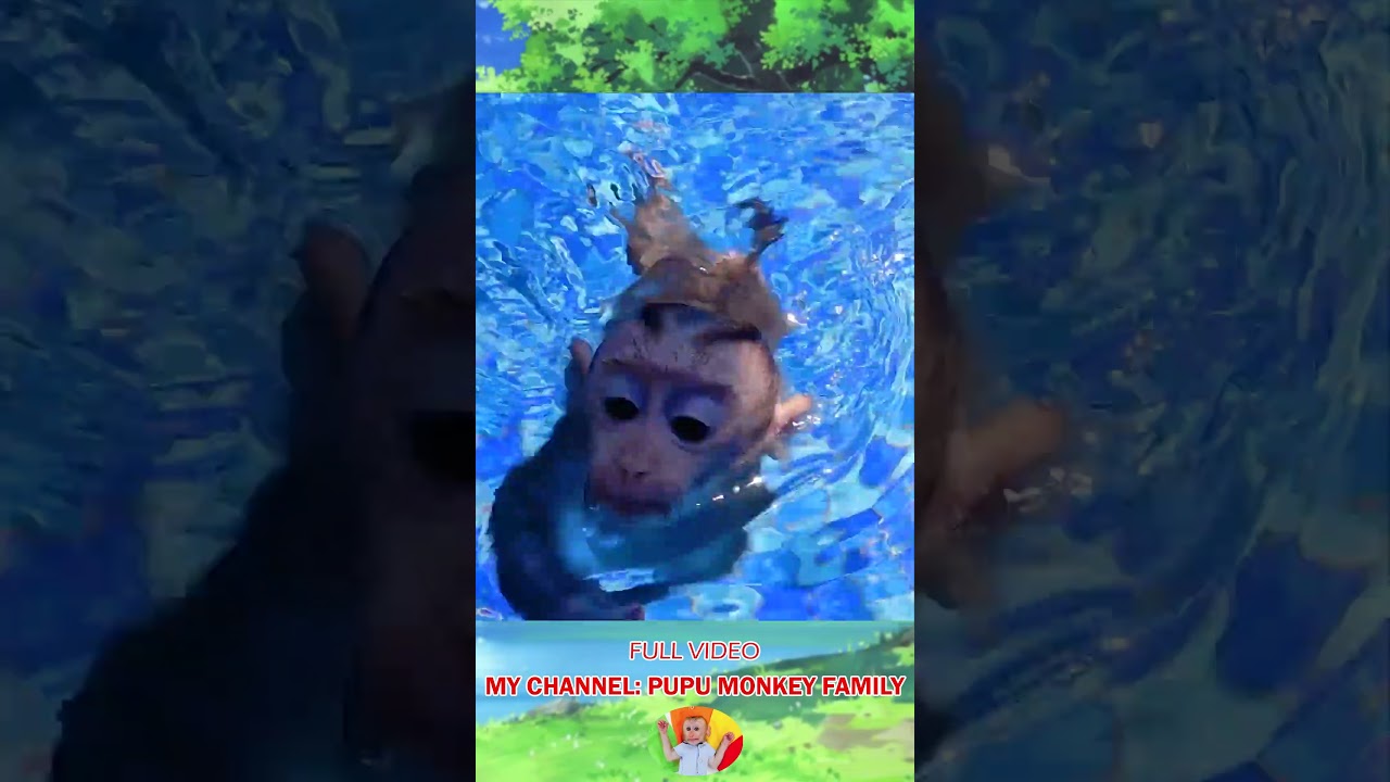 Baby monkeys learn to swim and dive