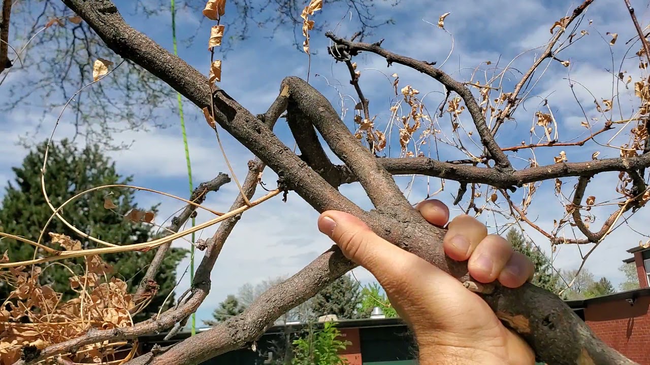 Locust Canker Invites Honey Locust Borer