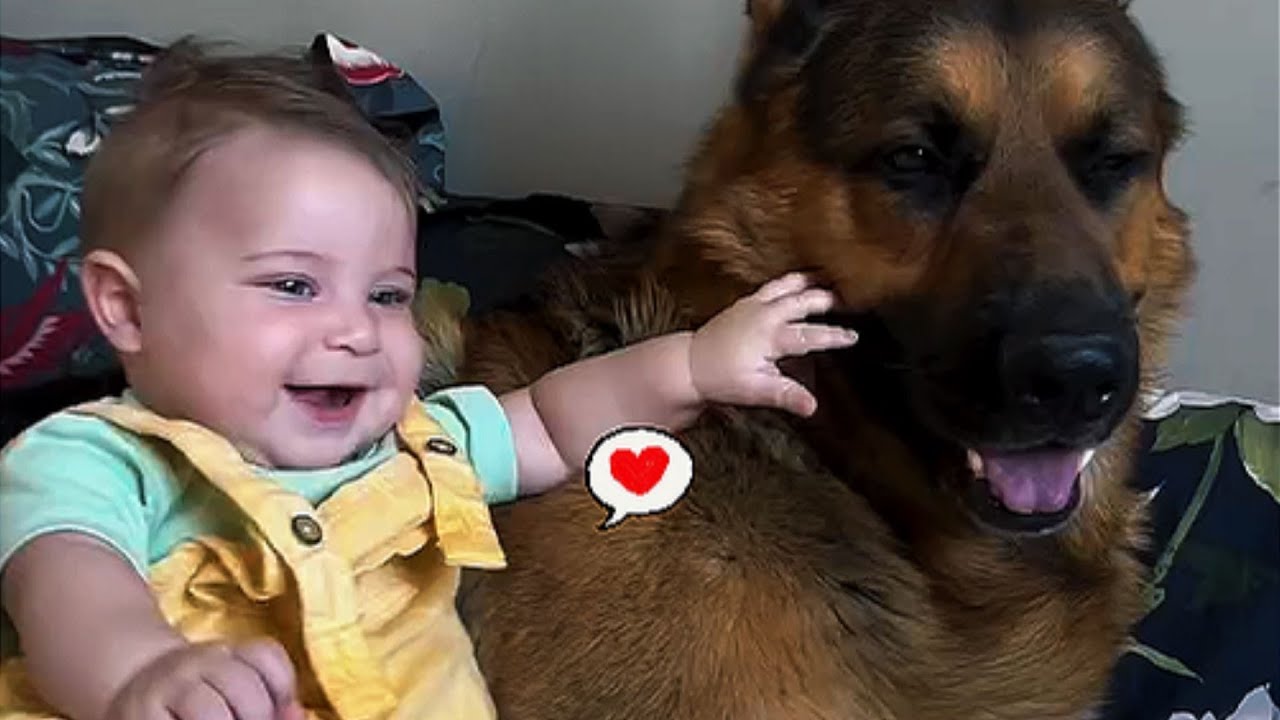 Огромная немецкая овчарка защищает младшего брата, словно ангел-хранитель.