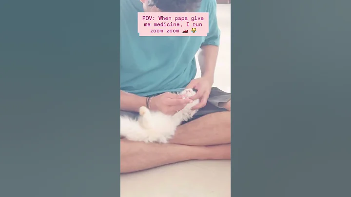 Video 11509991: royal persian cat, persian cat lovers, white persian kitten, persiancat kitten, fluffy persian, furry baby, cute cat, meow