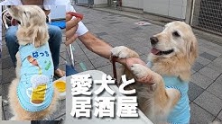 Golden Retrieverはっちの奮闘記 Youtube