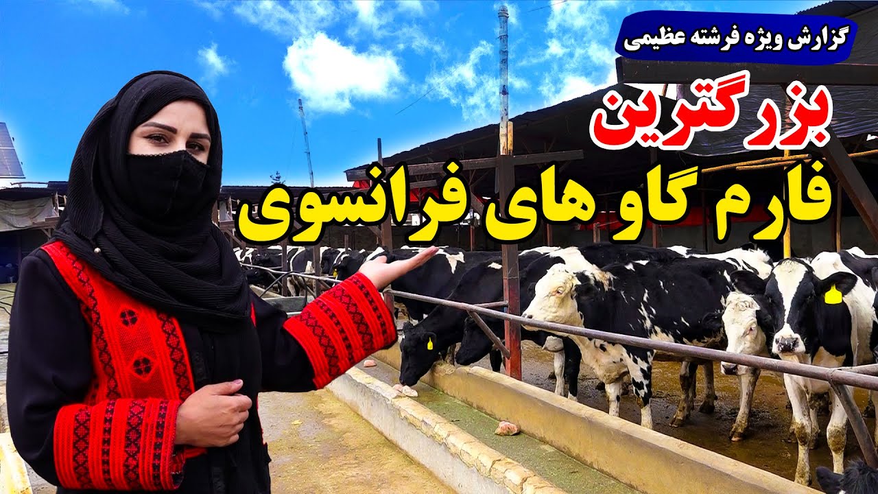 The Largest French Cow Farm in Freshta Report🐄/ بزرگترین فارم گاو های فرانسوی در گزارش فرشته عظیمی 🐄