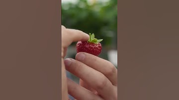 These Strawberries 🍓 Made by Robots