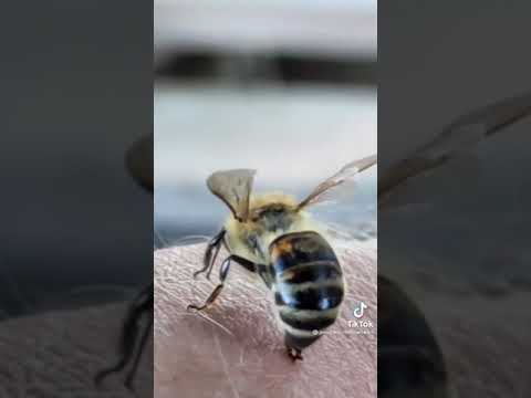 Wideo: Czy pszczoła umrze, jeśli cię użądli?