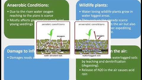 @ Effects of water logging and salinity @ Environmental science @ CSS @ PMS @